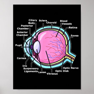 Shirt Eye Anatomy Eyeball Ophthalmology Ophthalmic Poster