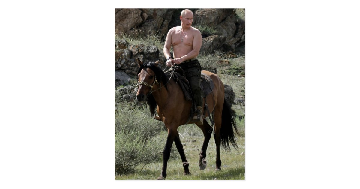 Shirtless Putin Rides a Horse Postcard | Zazzle.co.uk