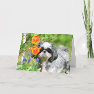 Shitzu Girl Greeting Card
