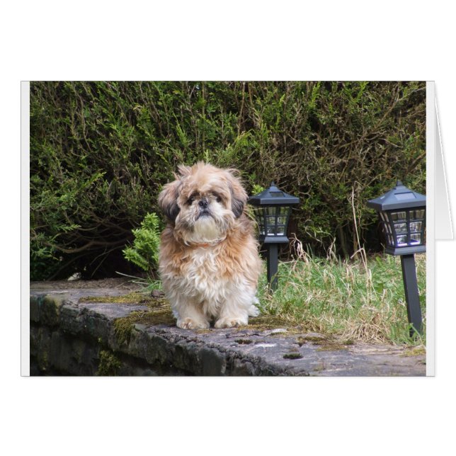 shitzui (Front Horizontal)