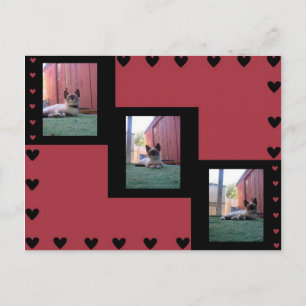 Shiva the Snowshoe Postcard