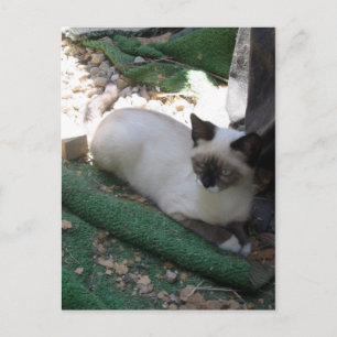 Shiva the Snowshoe Postcard