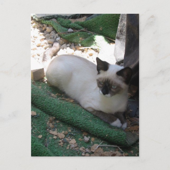 Shiva the Snowshoe Postcard (Front)