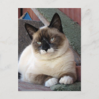Shiva the Snowshoe Postcard
