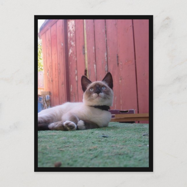 Shiva the Snowshoe Postcard (Front)