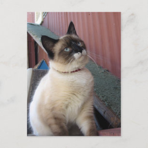 Shive the Snowshoe Postcard