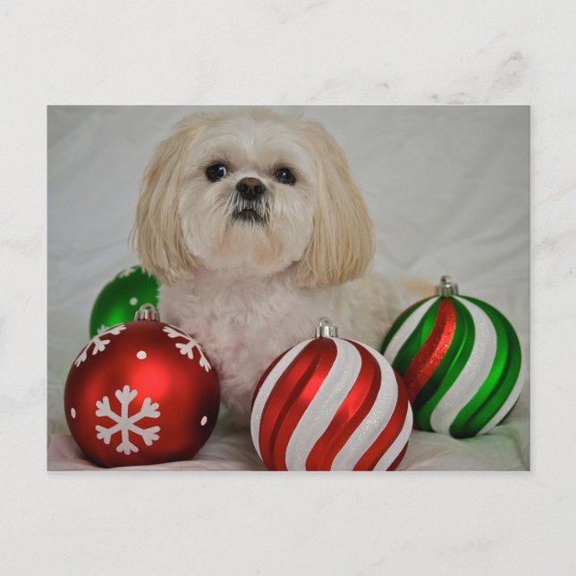 Shiz Tzu with christmas decoration Holiday Postcard (Front)