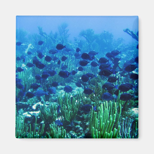 Shoal of Blue Discus Fish Magnet (Front)