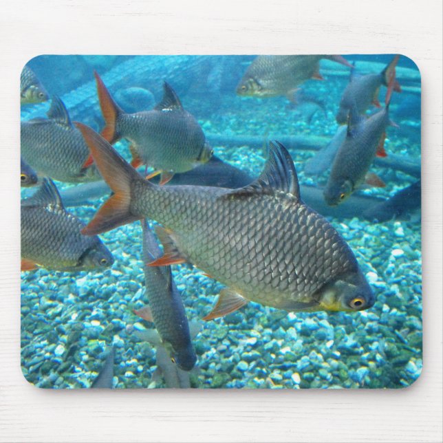 Shoal of fish mouse mat (Front)
