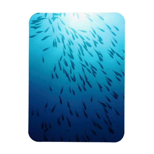 Shoal of fishes magnet (Vertical)