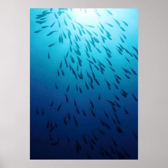 Shoal of fishes poster (Front)