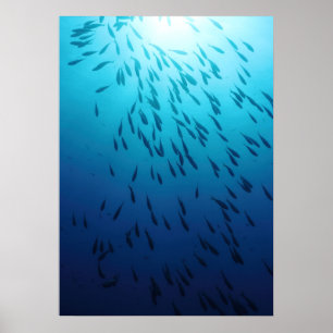 Shoal of fishes poster