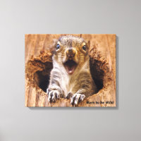 Shocked Squirrel
