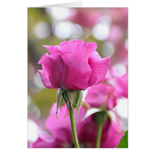 Shocking Pink Beautiful Rose Card (Front)