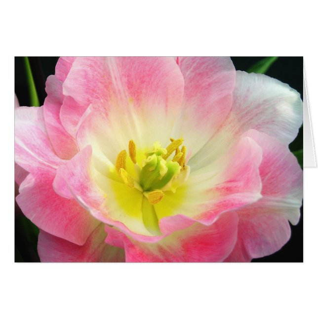 Shocking Pink Petals Card (Front Horizontal)