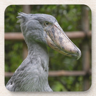 Shoebill (Balaeniceps rex) Coaster