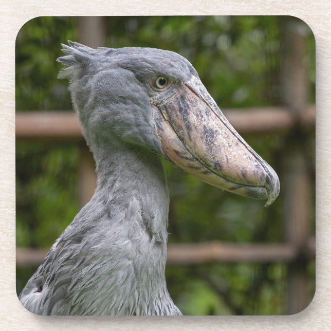 Shoebill (Balaeniceps rex) Coaster (Front)