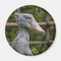 Shoebill (Balaeniceps rex)