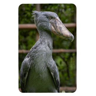 Shoebill (Balaeniceps rex) Magnet