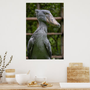 Shoebill (Balaeniceps rex) Poster