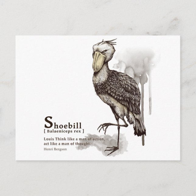 shoebill - mocha postcard (Front)