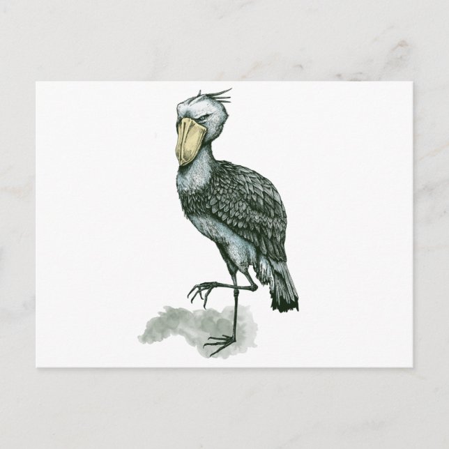 shoebill postcard (Front)