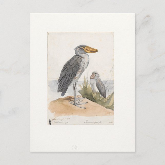 Shoebill Stork 1887 Print Zoologica Amsterdam Postcard (Front)