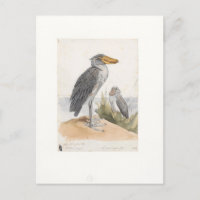Shoebill Stork 1887 Print Zoologica Amsterdam