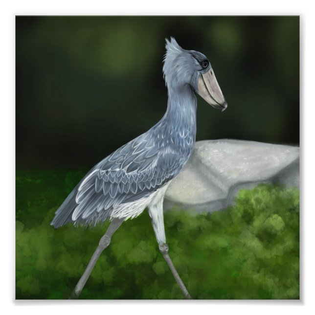 Shoebill Stork Bird Photo Print (Front)