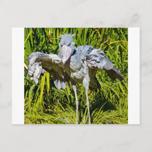 Shoebill Stork Postcard