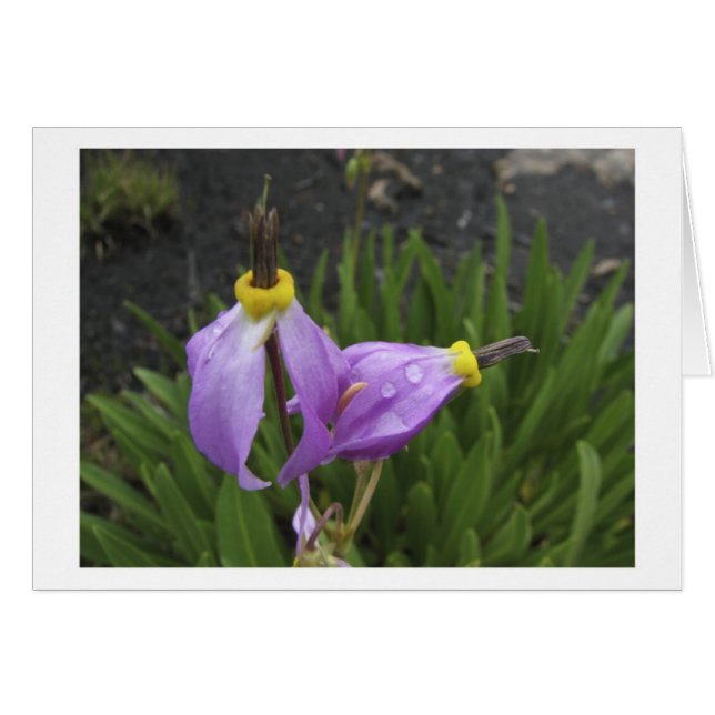 Shooting Star Flowers (Front Horizontal)