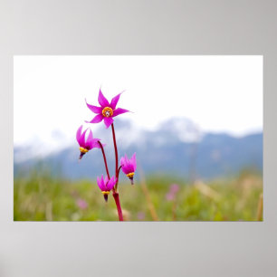 Shooting Star Poster