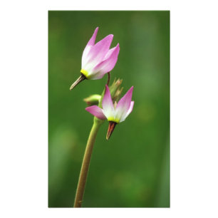 Shooting star wildflower, California, USA Photo Print