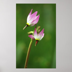 Shooting star wildflower, California, USA Poster