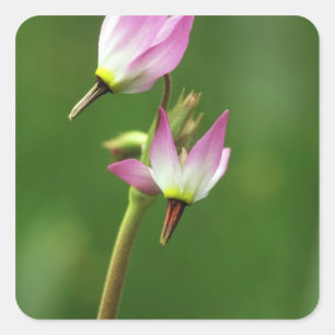Shooting star wildflower, California, USA Square Sticker