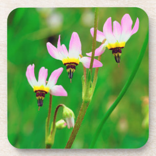 Shooting Star Wildflowers in Mission Trails Park Coaster