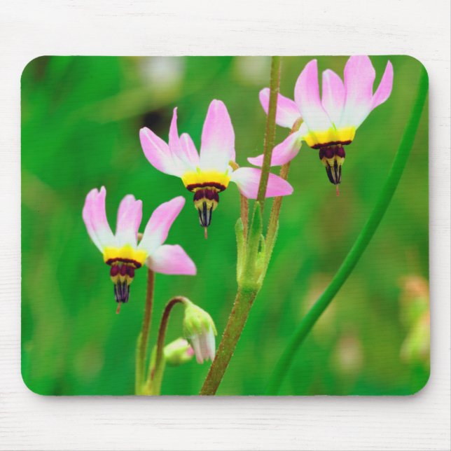 Shooting Star Wildflowers in Mission Trails Park Mouse Mat (Front)