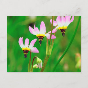 Shooting Star Wildflowers in Mission Trails Park Postcard