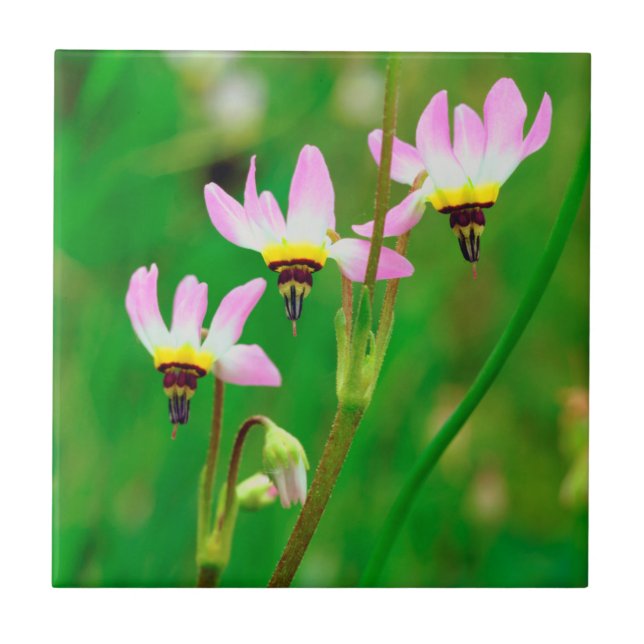Shooting Star Wildflowers in Mission Trails Park Tile (Front)