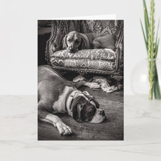 Shop Dogs card (Front)