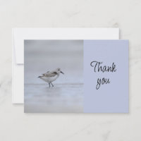 Shore Bird Event Volunteer Thank You