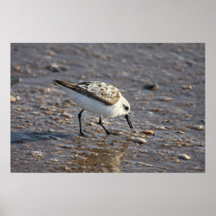 Shore Bird Poster