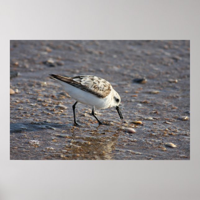 Shore Bird Poster (Front)