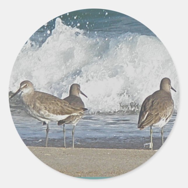 Shore Bird Trio Stickers (Front)