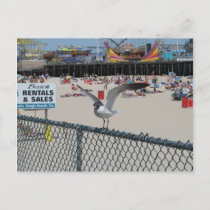 Shore Thing Postcard