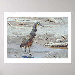 "Shorebird/Costa Rica" (photog. digital manip.) Poster