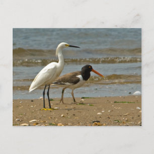 Shorebird Postcard