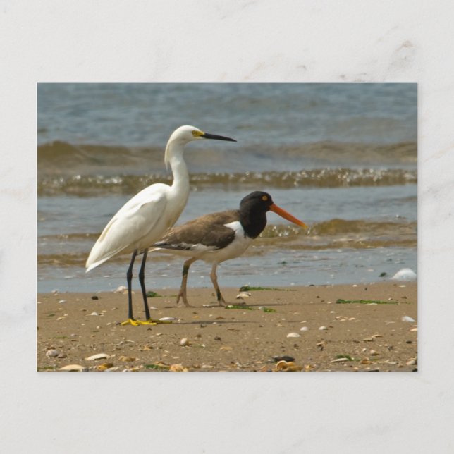 Shorebird Postcard (Front)