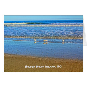 Shorebirds In The Surf! Hilton Head Island SC