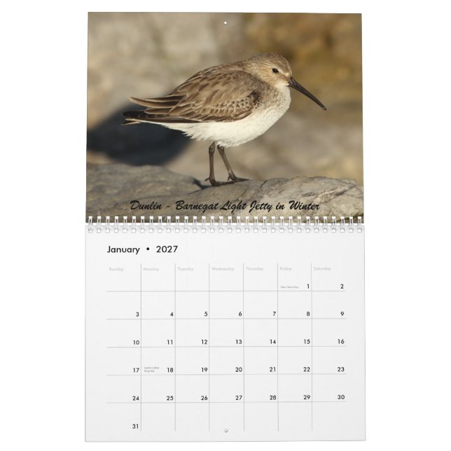 Shorebirds of New Jersey Calendar (Jan 2027)